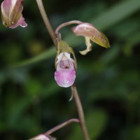 Eulophia nuda Lindl.